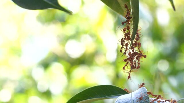 Ant action standing. Ant bridge unity team, Concept team work together