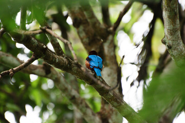 Back view of a kingfisher sitting on a tree branch
