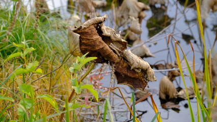 Wilted lotus leaves in autumn. Defocused blurred background for web design.