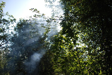 Fototapeta premium sun rays through trees