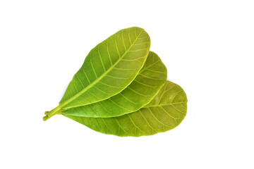 Cashew Nut leaves isolated on white background. Clipping path