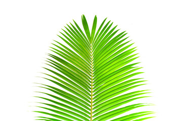 palm leaf isolated on white