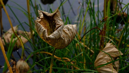 Wilted lotus leaves in autumn. Defocused blurred background for web design.