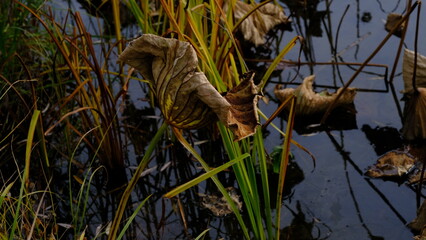 Wilted lotus leaves in autumn. Defocused blurred background for web design.