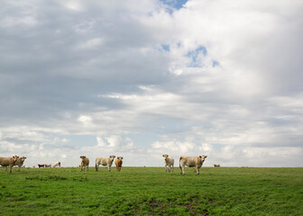 Cows on pasture and grazing land. Flat and plain countryside with cattle and livestock. Minimalist nature with cloudy sky and animals.