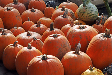 Colorful ornamental pumpkins, gourds and squashes in the street for Halloween holiday.