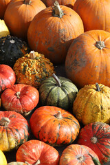 Colorful ornamental pumpkins, gourds and squashes in the street for Halloween holiday.