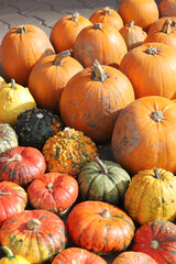 Colorful ornamental pumpkins, gourds and squashes in the street for Halloween holiday.