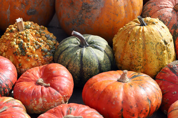 Colorful ornamental pumpkins, gourds and squashes in the street for Halloween holiday.