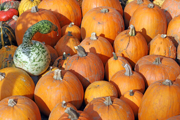 Orange and ornamental pumpkins and squashes for Halloween holiday.