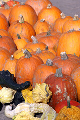 Orange and ornamental pumpkins and squashes for Halloween holiday.