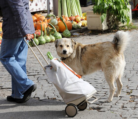 Dog in front of Colorful ornamental pumpkins, gourds and squashes in the street, for Halloween holiday.