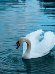 Naklejka premium Schwan im See