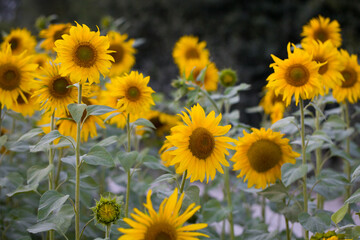 Beautiful sunflower field