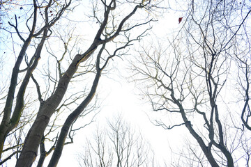 Tree branches against blue sky in winter season
