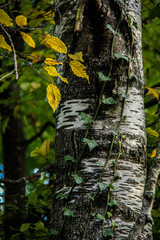 Obraz premium Efeu der eine Birke umrankt