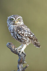 Little owl (Athene noctua) perched on a branch, sideways and looking straight ahead