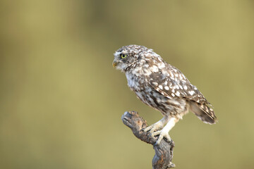 Little owl (Athene noctua) perched on a branch and looking left