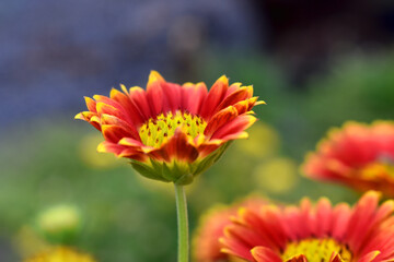 Gaillardia aristata flowering wild plant, red and yellow blanketflower with blue background