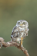 European owl perched on a branch