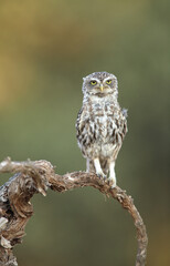 Little owl (Athene noctua) perched on a vine shoot and facing