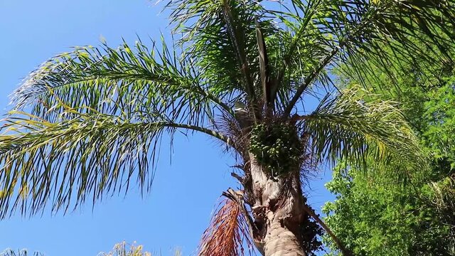 Exotic tropical palm tree in Cape Town, South Africa.