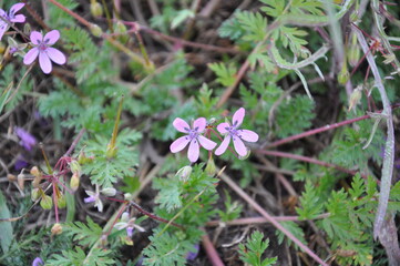 Flowers inflorescences wildflowers plants forest