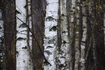 
forest birch birch young trees autumn leaves branches walk travel