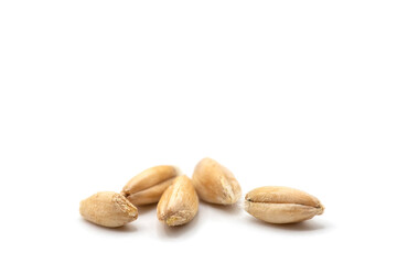 Closeup of emmer wheat isolated on white
