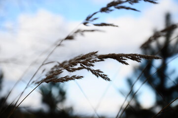 
field feather grass grass ear autumn walk travel sky background wind