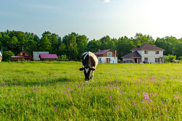 Fototapeta na wymiar The cow grazes in the meadow in summer time.