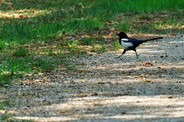 Magpie walking proudly on a wood path