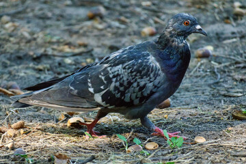 Pigeon walking carefully on a wood path