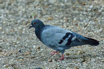 Pigeon standing on a wood path