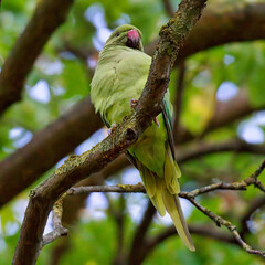 Budgerigar standing on a tree branch at Bois de Vincennes
