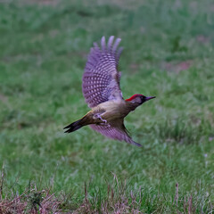 European green woodpecker taking off with open wings