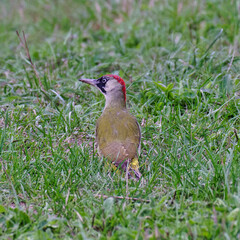 European green woodpecker standing in the grass