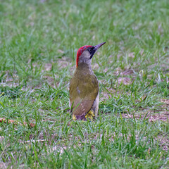 European green woodpecker standing in the grass