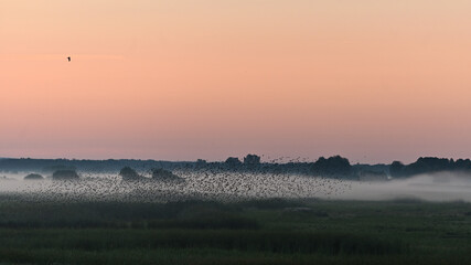 morning mists and a flock of birds taking off