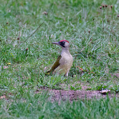 European green woodpecker standing in the grass