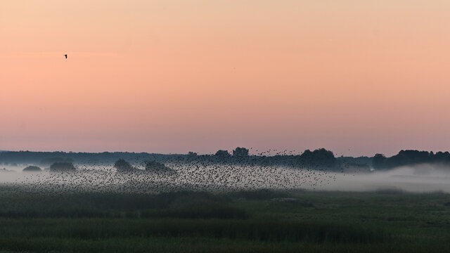 morning mists and a flock of birds taking off