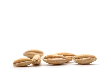 Closeup of emmer wheat isolated on white