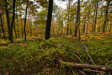 Laubwald Herbst