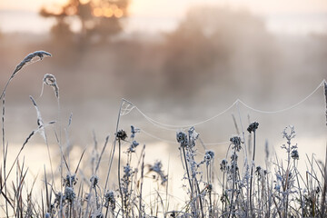 Foggy autumn morning by the river. grass covered with hoarfrost and cobwebs on the shore. soft selection focus. - obrazy, fototapety, plakaty