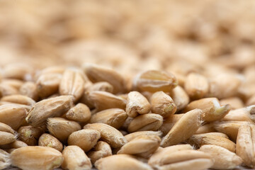 Closeup of emmer wheat isolated on white