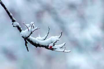 Frosty tree branch with snow in winter time.