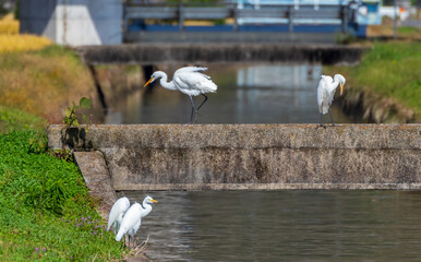 Obraz premium 稲刈り後エサを探すサギ