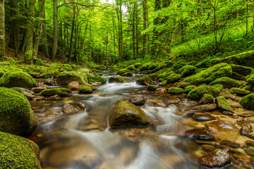Black Forest Mossy Green Creek 4