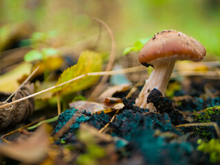 beautiful mushroom in the forest