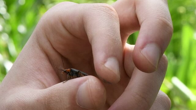 The soldier beetle takes off from a man hand. Soldier beetle (Cantharis livida) is a species of soldier beetle belonging to the genus Cantharis family Cantharidae. Close-up slow motion video.